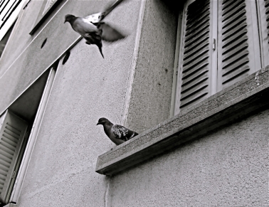 pigeons voyageurs 2.jpg