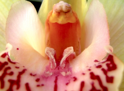 orchidée8.JPG