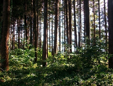 forêt II.JPG